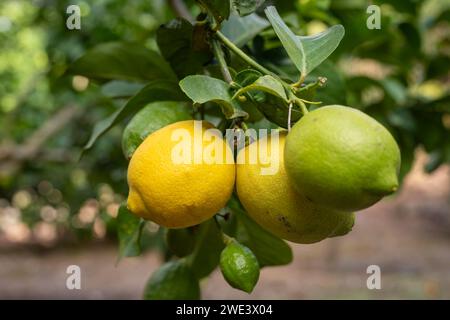 Limoni in varie fasi di maturazione. Un limone fruttifero. Sfondo. Foto Stock