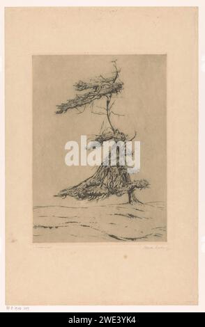 Spazzato dal vento, mia Bake, 1925 stampare Un pino in una deriva di sabbia. alberi di cartongesso: pino Foto Stock
