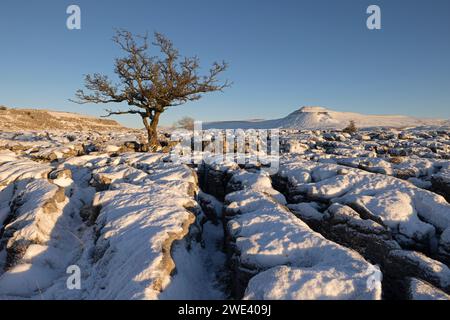 Vista invernale ricoperta di neve di un albero solitario a Twistleton Sars, con vista verso Ingleborough in lontananza, Yorkshire Dales, Regno Unito Foto Stock