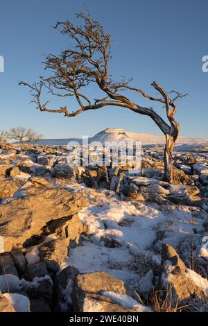 Vista invernale ricoperta di neve di un albero solitario a Twistleton Sars, con vista verso Ingleborough in lontananza, Yorkshire Dales, Regno Unito Foto Stock