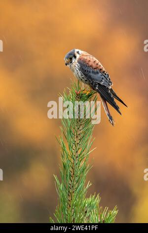 American Kestrel, Falco sparverius, in cima all'albero sotto la pioggia, sfondo autunnale Foto Stock