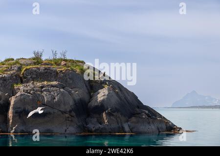 Su un'isola delle Lofoten, le aquile dalla coda bianca osservano il loro dominio dall'alto su creste rocciose, mentre un gabbiano scivola sul tranquillo mare acquamarino. Norvegia Foto Stock