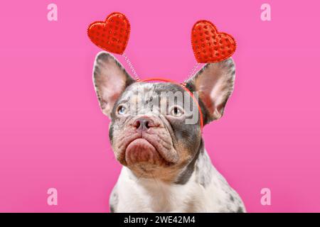 Bulldog francese Merle che indossa un cerchietto di San Valentino con cuori su sfondo rosa Foto Stock