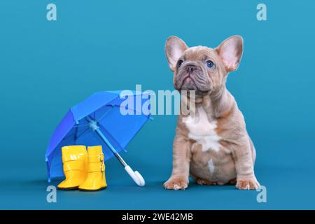 Grazioso cucciolo di Bulldog francese con un colore blu accanto a stivali in gomma antipioggia e ombrello su sfondo blu Foto Stock