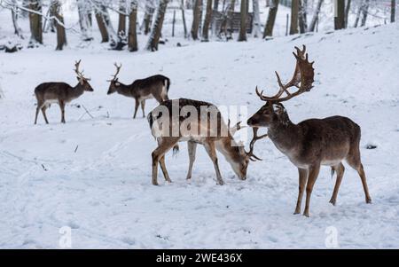 Mandria di cervi a riposo nel nevoso Parco Geresme (Parc de Géresme) in inverno, situato a Crépy-en-Valois, nel dipartimento dell'Oise, nel nord della Francia. Foto Stock