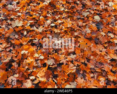 Autunno. L'acero multicolore lascia la texture dello sfondo. Immagine colorata di sfondo del motivo delle foglie autunnali cadute Foto Stock