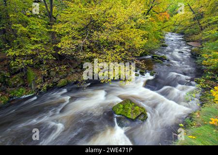 Il fiume Bode scorre attraverso la foresta con colori autunnali/autunnali nella riserva naturale Bode Valley, nelle montagne Harz, Sassonia-Anhalt, Germania Foto Stock