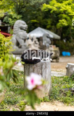 Gatto bianco e nero addormentato a Kyoto, Giappone Foto Stock