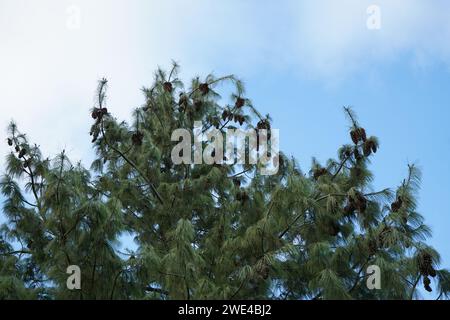 Pino, pino bhutano, pino blu, pino himalayano e pino bianco himalayano (Pinus wallichiana) Foto Stock