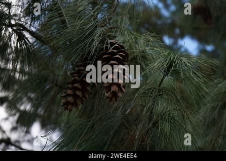 Pino bhutano, pino blu, pino himalayano e pino bianco himalayano (Pinus wallichiana) Foto Stock