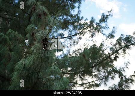 Pino bhutano, pino blu, pino himalayano e pino bianco himalayano (Pinus wallichiana) Foto Stock