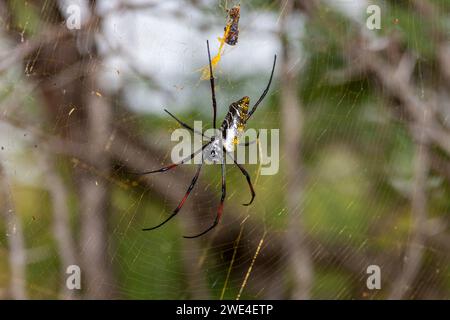 Eswatini, Swaziland, Hlane Royal National Park, Golden Orb Spider (Nephila pilipes) Foto Stock