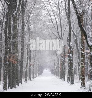 l'uomo cammina i cani nella foresta innevata vicino a utrecht, in olanda Foto Stock