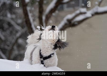 Il carino cane Havanese bianco e nero si scuote dalla neve. Foto Stock