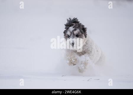 Felice cane Havanese bianco e nero corre sulla neve. Foto Stock