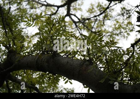 Cenere, frassino a foglia stretta (Fraxinus angustifolia) Foto Stock