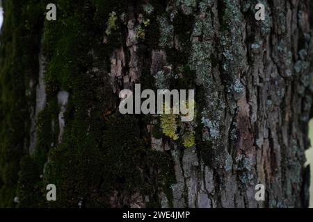 Muschio su un albero noto come cenere verde o cenere rosso (Fraxinus pennsylvanica) Foto Stock