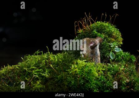 Wood Mouse Apodemus sylvaticus REGNO UNITO Foto Stock