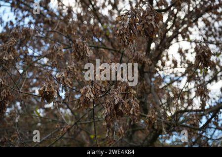 Box elder, boxelder acero, Manitoba acero o frassino (Acer negundo) Foto Stock