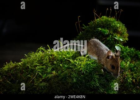 Wood Mouse Apodemus sylvaticus REGNO UNITO Foto Stock