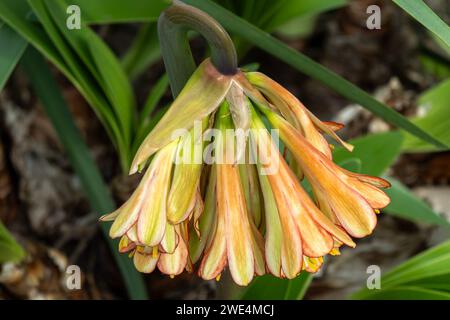 Citranthus falcatus una pianta di fiori bulbosi perenni rosso di borgogna del Sud Africa comunemente conosciuta come giglio di fuoco di falciato Foto Stock
