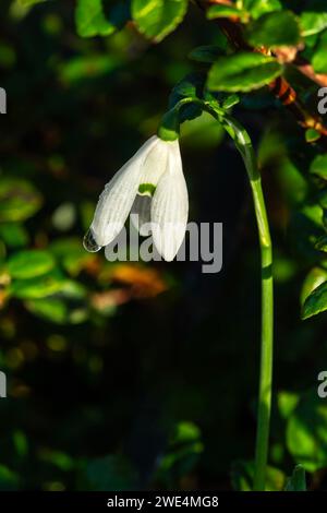 Snowdrop galanthus elwesii "Mrs Macnamara" una pianta a fiore bulbo primaverile all'inizio dell'inverno con un fiore primaverile bianco che apre a gennaio e Fe Foto Stock