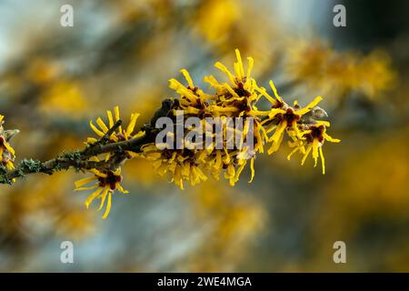 Hamamelis x Intermedia 'Brevipetala' (Hazel strega) una pianta di arbusto dell'albero di fioritura di primavera invernale che ha un fiore giallo primaverile altamente profumato e. Foto Stock