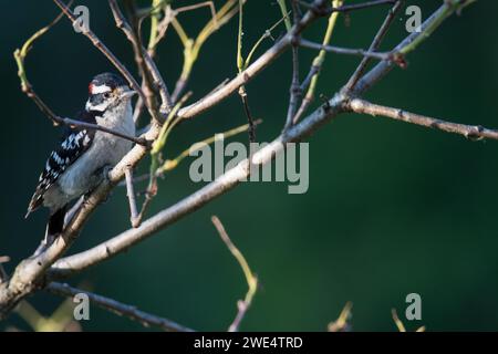 Picchio arroccato tra rami di alberi con sfondo verde Foto Stock