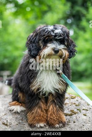 Old English Sheepdog Bobtail che corre gratis nella natura all'aperto. Foto Stock