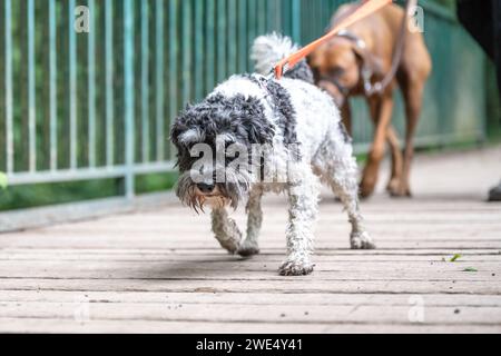 Vista frontale di Terrier seduta, semina, 9 anni, isolata. Foto Stock