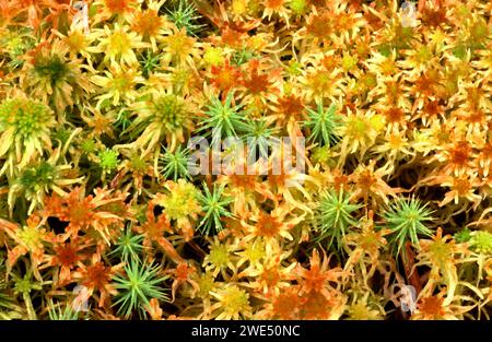 Moss Bryophyta tappeto colorato di questa pianta che cresce in Scozia Foto Stock
