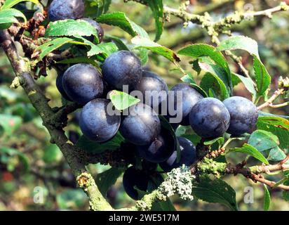 Bacche di Sloe o Blackthorn Prunus spinosa che cresce in una siepe in Inghilterra Foto Stock