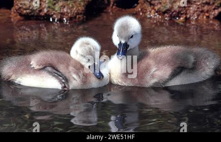Due giovani cygnets Cygnus olor che nuotano sull'acqua Foto Stock