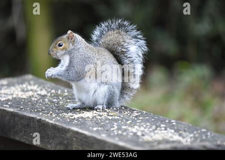 Primo piano Left-Profile Image of an Eastern Gray Squirrel (Sciurus carolinensis) on Hind Legs with Front Paws Together, scattato a Woodland nel Regno Unito Foto Stock