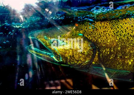 Sun Rays Chinook Salmon Issaquah Hatchery Washington. Salmone nuota lungo l'Issaquah creek fino al vivaio. Foto Stock