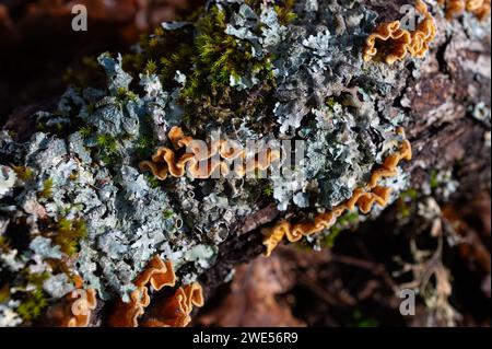 Fungo giallo/arancione su un tronco. Raccolta di funghi che crescono accanto a un tronco di alberi nel parco. Stereum hirsutum, chiamato anche falsa coda di tacchino e. Foto Stock