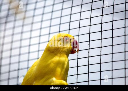 Il vivace Parakeet indiano del collo dell'anello (Psittacula krameri) arroccato tra i colorati paesaggi dell'India. Un delizioso incontro con questo affascinante pappagallo, Foto Stock