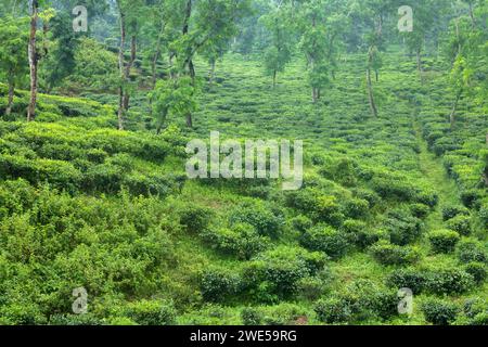 Il giardino del tè era molto bello, situato nel quartiere di Srimangale moulvibazar a sylhet in bangladesh. Il giardino del tè è ben curato sulla pendenza Foto Stock