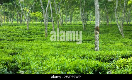 Il giardino del tè era molto bello, situato nel quartiere di Srimangale moulvibazar a sylhet in bangladesh. Il giardino del tè è ben curato sulla pendenza Foto Stock