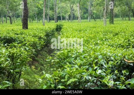 Il giardino del tè era molto bello, situato nel quartiere di Srimangale moulvibazar a sylhet in bangladesh. Il giardino del tè è ben curato sulla pendenza Foto Stock