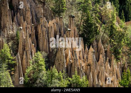 Piramidi di terra, sorgente, Lengmoos, Mittelberg am Ritten, vicino a Bolzano, Dolomiti, alto Adige, Italia Foto Stock