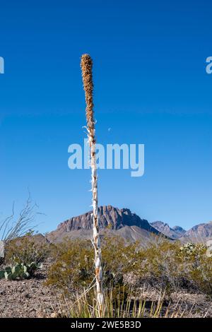 Sotol(Dasylirion leiophyllum). Vedute lungo la mostra Chihuahua Desert Trail a Dugout Wells, Big Bend National Park, Texas, USA. Foto Stock