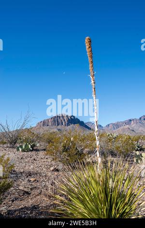 Sotol (Dasylirion leiophyllum). Vedute lungo la mostra Chihuahua Desert Trail a Dugout Wells, Big Bend National Park, Texas, USA. Foto Stock