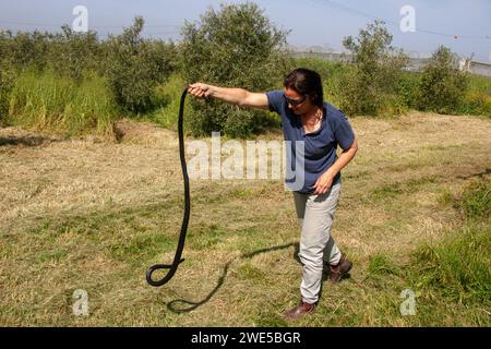 Una donna cattura sul campo Black Whipsnake Foto Stock