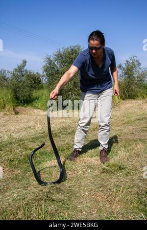 Una donna cattura sul campo Black Whipsnake Foto Stock