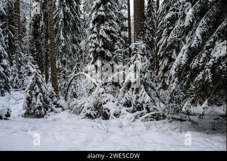 passeggia attraverso la foresta innevata. bella foresta invernale. bellissimi rami di alberi innevati. Foto Stock