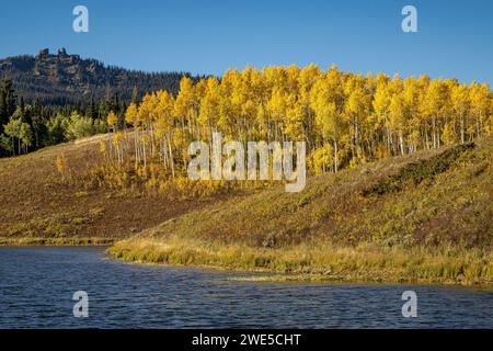 Golden Aspen di fronte alle orecchie di coniglio e vicino al lago Muddy Pass Foto Stock