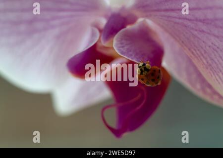 Coccinella macro shot su fiore di orchidea rosa Foto Stock