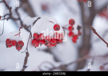 mazzi di rowan rosso sotto un cappuccio di neve bianca Foto Stock