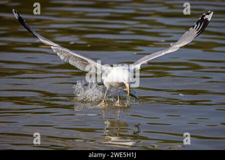 Gabbiano dalle zampe gialle (Larus michahellis) che decolla con la preda di pesce catturato in becco Foto Stock